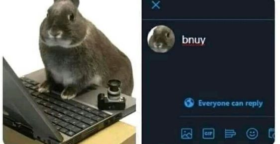 Bunnies (@rabbiteveryhour) on Twitter photo 