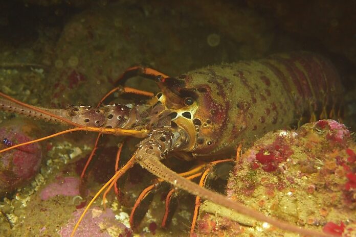WONeditorial's tweet photo. DELAYED RECREATIONAL AND COMMERCIAL SPINY LOBSTER FISHERIES TO OPEN IN LOS ANGELES AND ORANGE COUNTIES

https://t.co/QHdD5tRbUX https://t.co/D5ItyaiHFJ