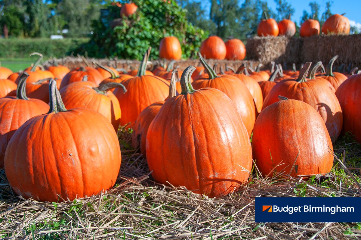 BudgetBHM's tweet photo. Pumpkins are back in season and @Bama_Buzz has their list of the top 7 pumpkin patches in the state. Don't miss out on making new memories this fall!
https://t.co/D2BMMX8ArO
#BamaBuzz #AlabamaFall #BirminghamFamily https://t.co/L6QnrmUKwq