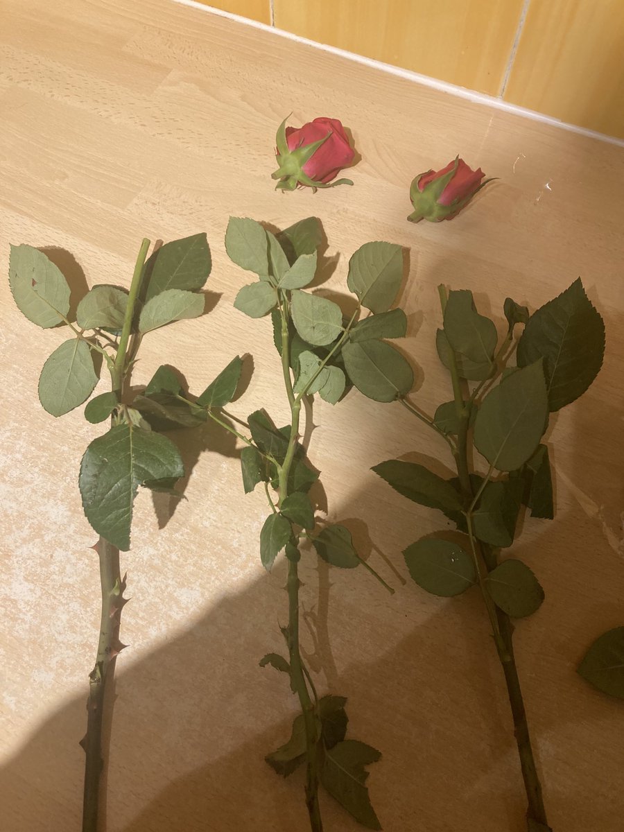 Sheila21's tweet photo. ⁦@waitrose⁩ my lovely hubby brought me home some roses this evening 🥰 but 3 were headless 😱 , and even 1 rose head was missing 😔 #notgoodenough #waitrose 
#cutflowers https://t.co/x1HWii254j