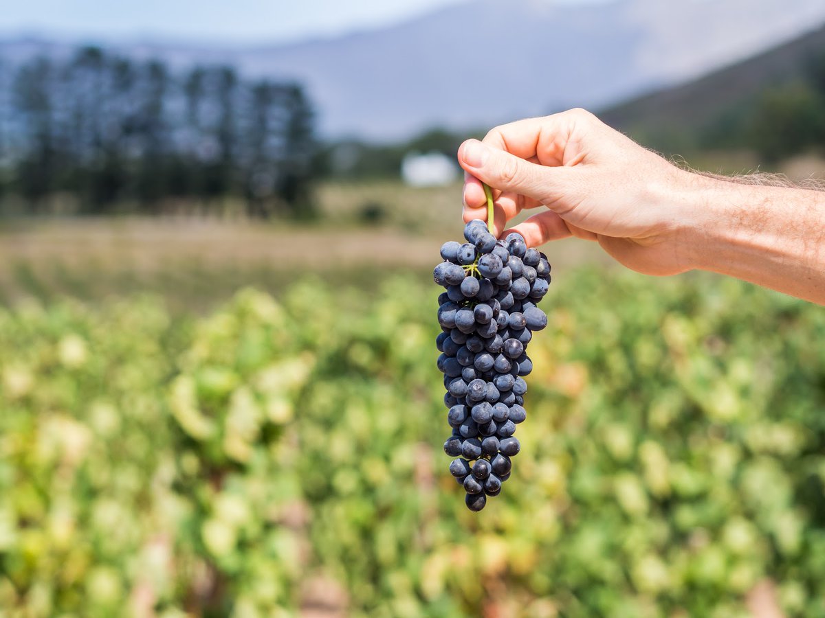 Colangelo & Partners (@colangelopr) on Twitter photo From <a href="/WOSA_USA/">Wines of S. Africa</a>'s vineyards to your glass, #InternationalPinotageDay is a toast to heritage and taste. How will you be celebrating tomorrow? From <a href="/WOSA_USA/">Wines of S. Africa</a>'s vineyards to your glass, #InternationalPinotageDay is a toast to heritage and taste. How will you be celebrating tomorrow?