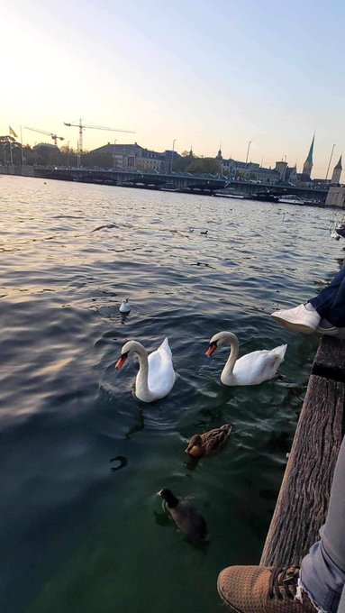 🦢✨🇨🇭 https://t.co/5utft93d6u<a href="/tag/blog"class="tags"><span>#blog</span></a><a href="/tag/art"class="tags"><span>#art</span></a><a href="/tag/painting"class="tags"><span>#painting</span></a><a href="/tag/spirituality"class="tags"><span>#spirituality</span></a><a href="/tag/newblog"class="tags"><span>#newblog</span></a><a href="/tag/lifestory"class="tags"><span>#lifestory</span></a>