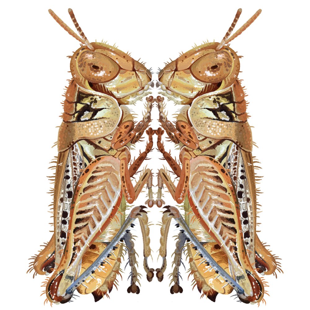 Day 13 - Melanoplus devastator 🦗

<a href="/fossilforager/">Nicole 🪲</a> #Invertober2023