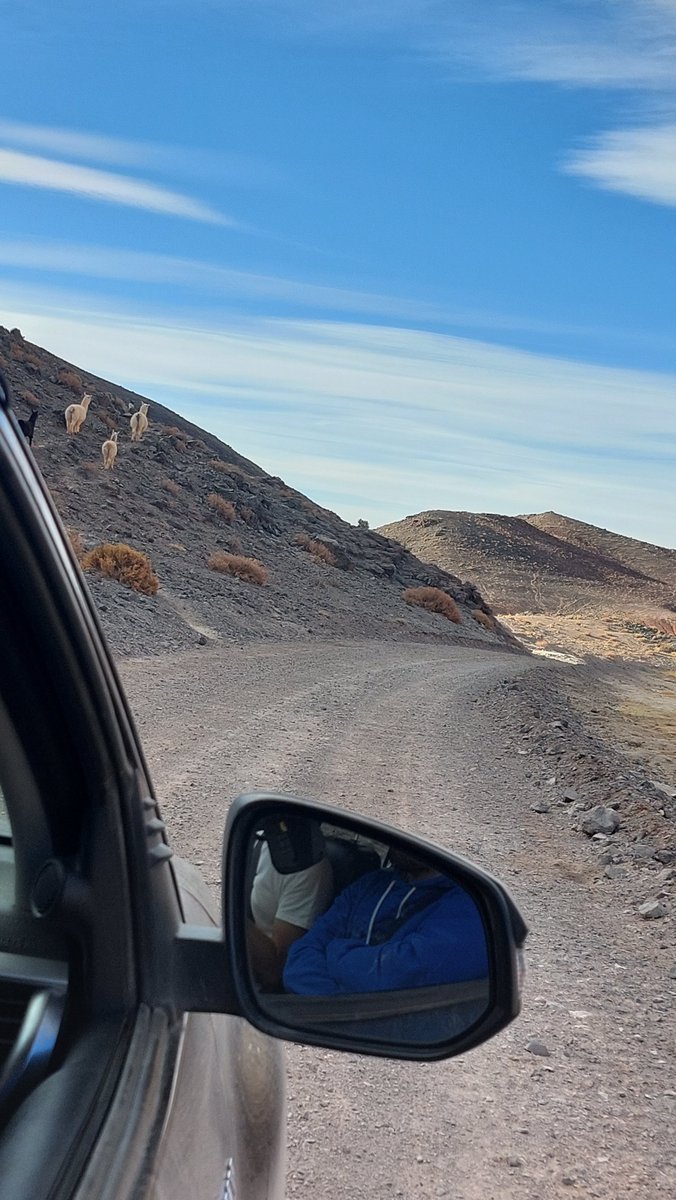 lithiumenergi's tweet image. October 13th is actually lucky if you pass a Llama on the way to work.