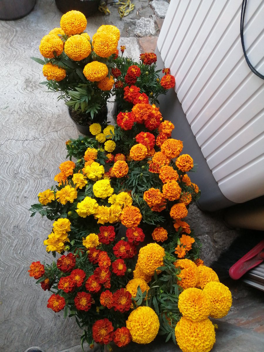 No me dejen ir sola a Cuemanco XD