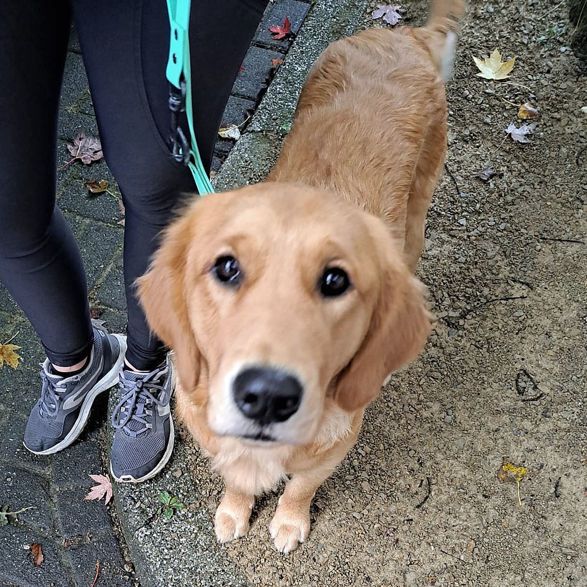 Rondje Amstelveen met Hava!
@KNGFGeleidehond 
#NetOpSchool
#KngfGeleidehonden #LoveMyJob #Guidedog #Geleidehond