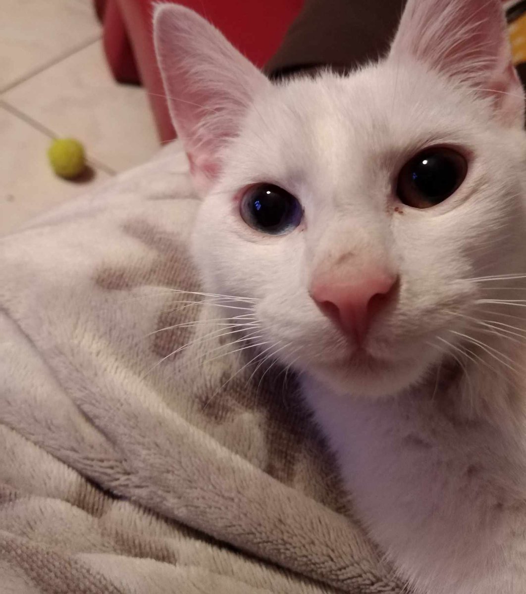 bartuscus's tweet image. sunny