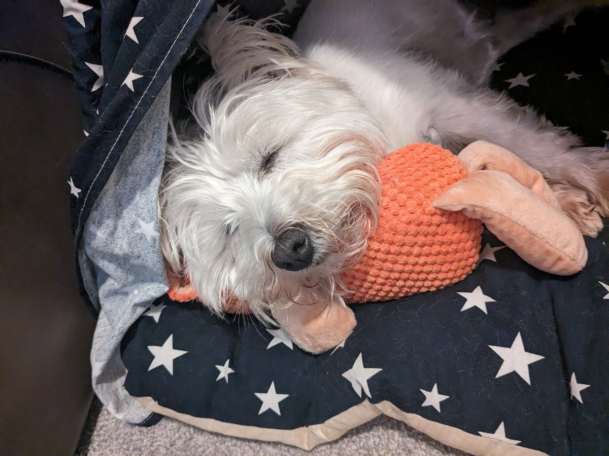SadieLawton10's tweet photo. I woof my fox! No way hosay are de mum'z taking dis off me! #recuedog #dogsoftwitter #westie #FridayFeeling https://t.co/V30vvT1enI