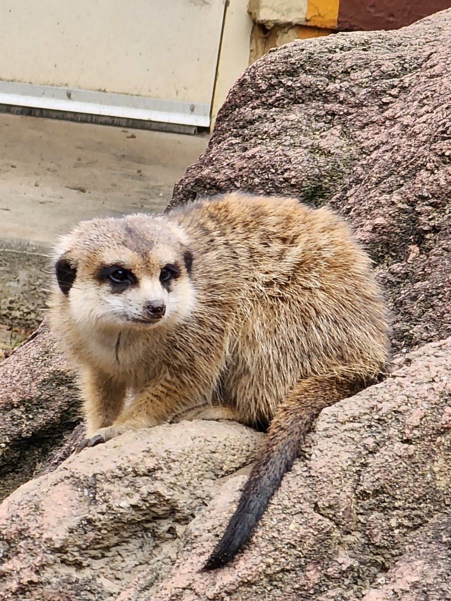 xxs121's tweet photo. Pumbaa, where you at? @clemetzoo @clevezoosociety https://t.co/4zuq7rB6WS
