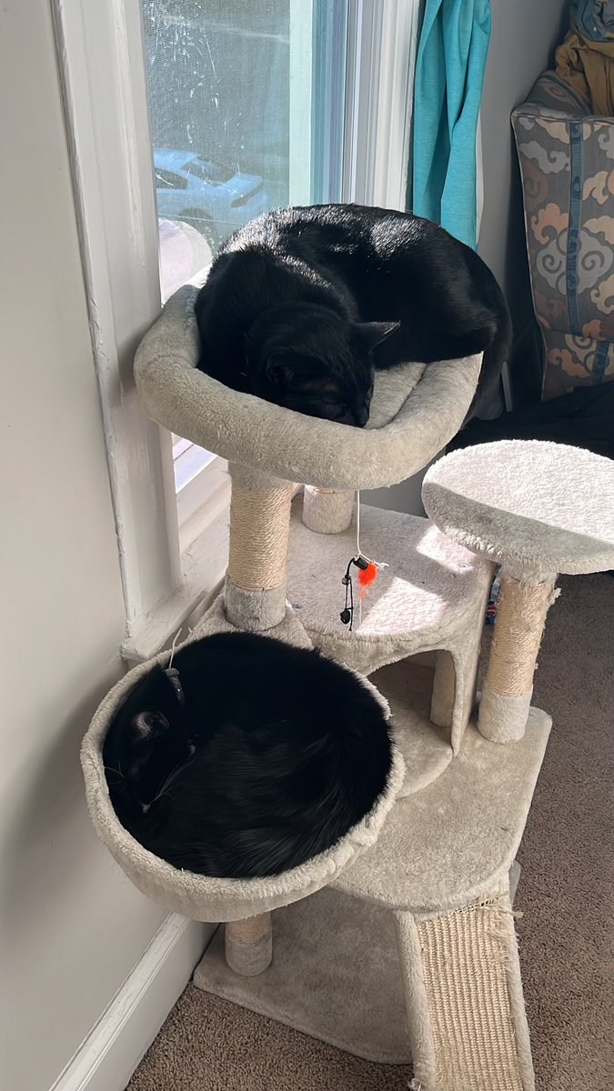 StamInBlack's tweet photo. A dose of cute for today #kittyantics #boneless https://t.co/TkRldcuFFv