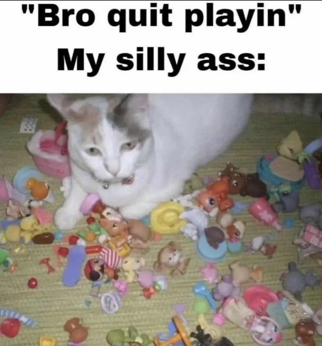 Memes to Show Your Cat (@showyourcat) on Twitter photo 