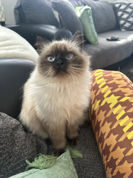 I have the prettiest kitty https://t.co/mR4CPGFpFb