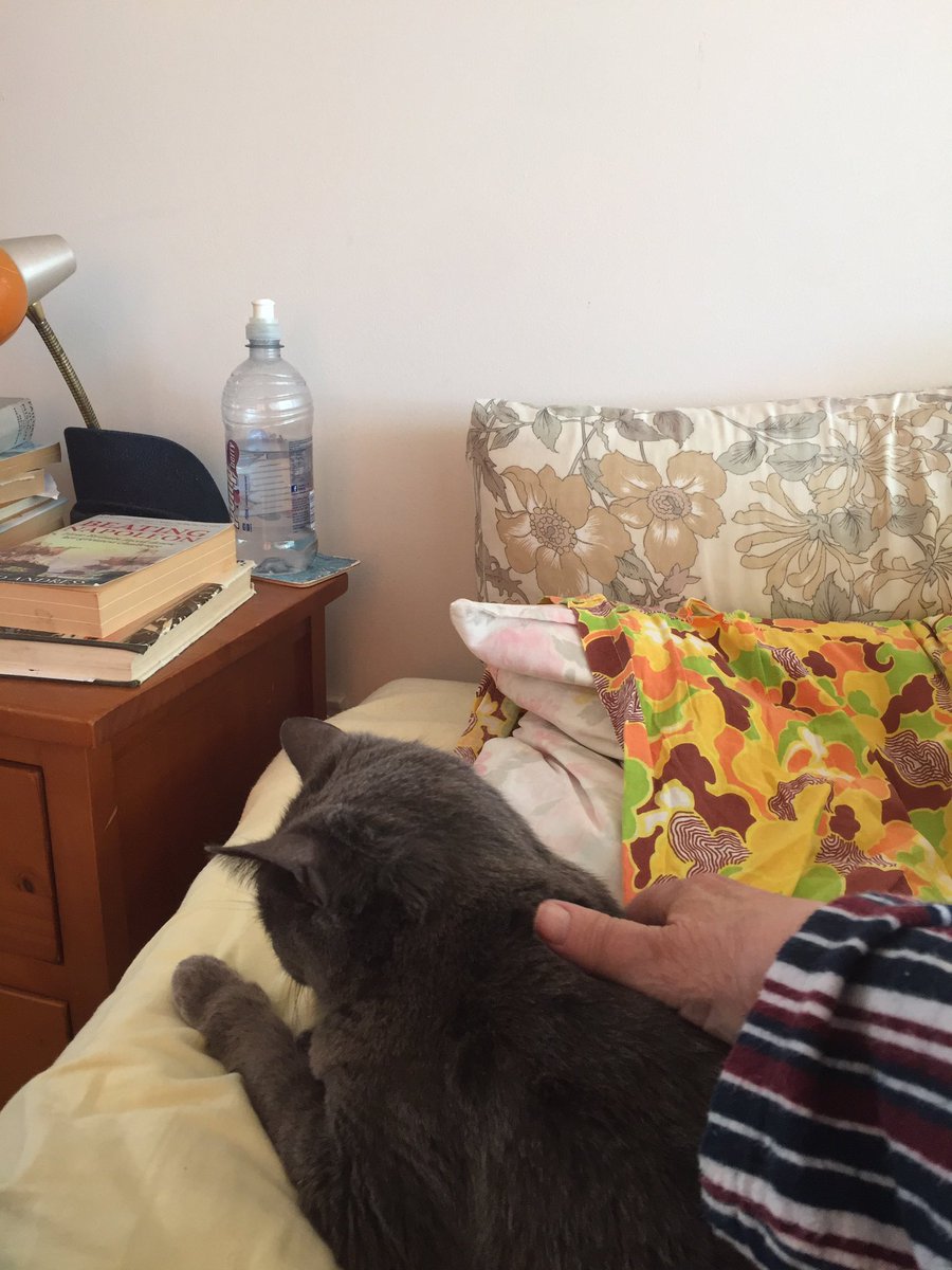 Bell can be relied on to come and wake me up for her morning strokes and cuddles!