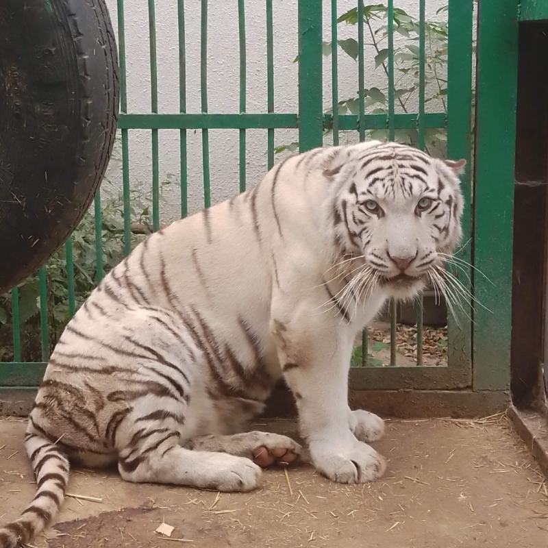 🚨 Match Alert. Alex, a white tiger, is stuck in Ukraine. He was born in ...