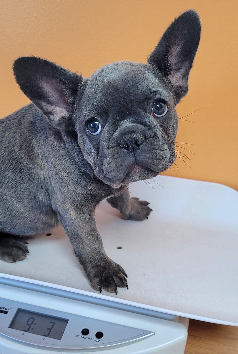 Pug Party Plus One tweet media