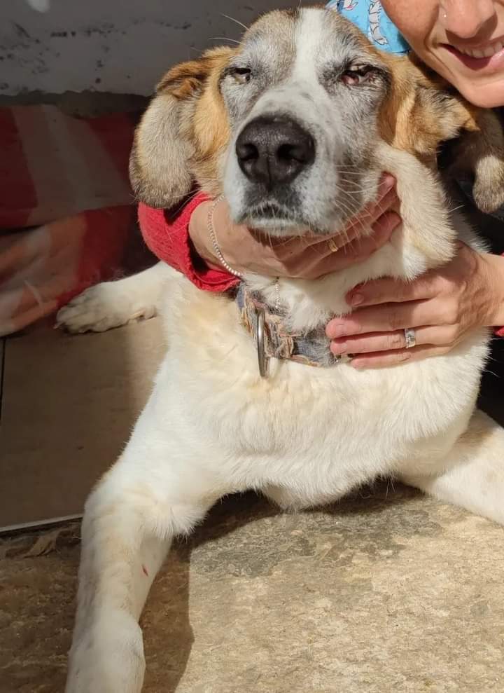 SosAbuelos1's tweet photo. Sabemos con TRISTEZA que difícilmente será adoptada 

Allá va ELLA, quizás en algún momento tuvo un " Hogar ", O quizá NACIÓ en la Calle, luchó contra Viento y Marea, solo ELLA lo sabe .Su inocencia de Cachorro la perdió hace ya muchos años, cuando se tuvo que defender de los Humanos, cuando resbuscaba en las BASURAS para poder llevarse algo a la boca, cuando PARIÓ, ahí en medio del FRÍO o de la LLUVIA, solo ELLA lo sabe 

Tlf:  652813071
Está en Málaga,puede viajar