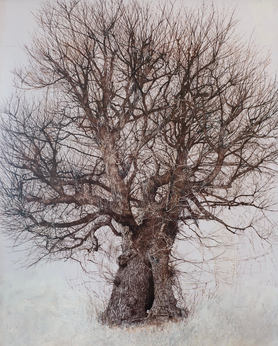 My completed drawing of an ancient English elm in Brighton. Sepia pen & ink/ gesso on paper mounted on board 100 x 81cm #elm #trees #survivor #drawing #nature #biodiversity #GlobalWarming #landscape #brighton
