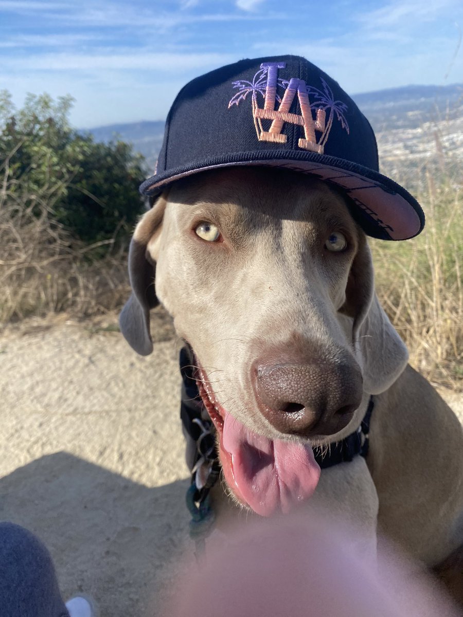 mamakitten11's tweet photo. DOG GONE IT!! We still love you @Dodgers  #BLEEDBLUE https://t.co/4cfkBDUzJ8