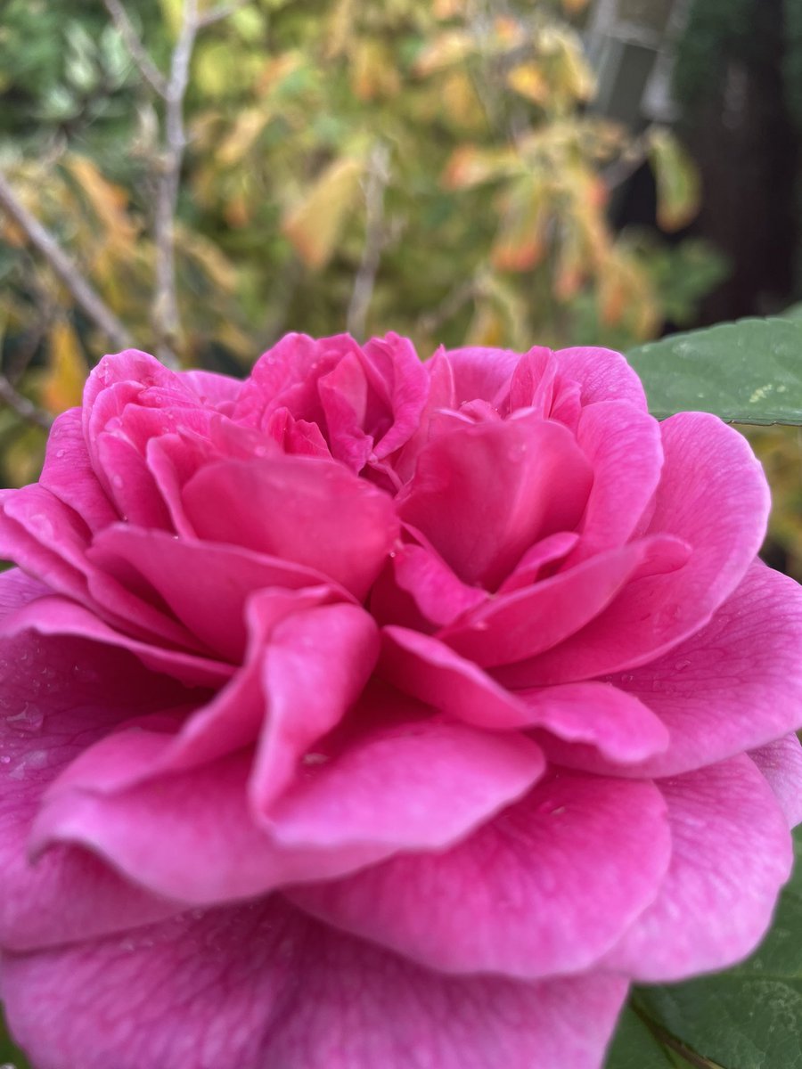 A late Gertrude Jekyll