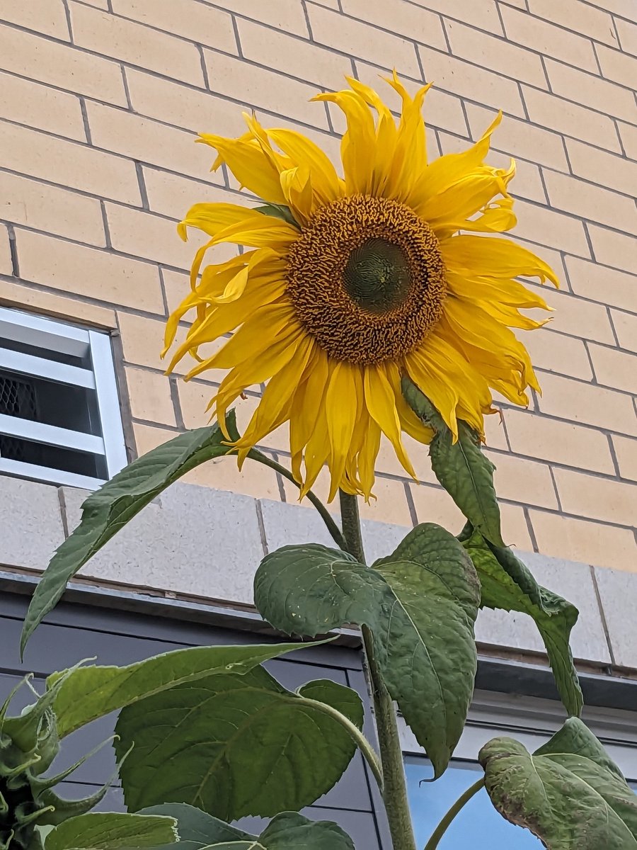 Today for our Outdoor Education, we explored nature by finding patterns everywhere! From patterns on houses, sidewalks, plants and people, we identified patterns everywhere! <a href="/DesmondHDSB/">Viola Desmond Public School</a> <a href="/nieuwpoortj/">Jessie Nieuwpoort</a> <a href="/MrsDPetkovic/">Mrs. Petkovic</a> <a href="/MsDellUnto/">Ms. Dell'Unto</a>
