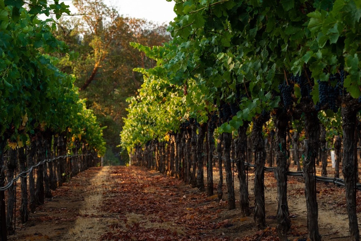 The Meyer Family has farmed and produced Cabernet Sauvignon from Bonny's Vineyard since the mid-1970s. Aged Cabernet Series members are enjoying the Meyer Family Cellars 2016 Le Bon Bon Oakville, Napa Valley Cabernet Sauvignon. Learn More: cawineclub.com/Meyer-Family-C…