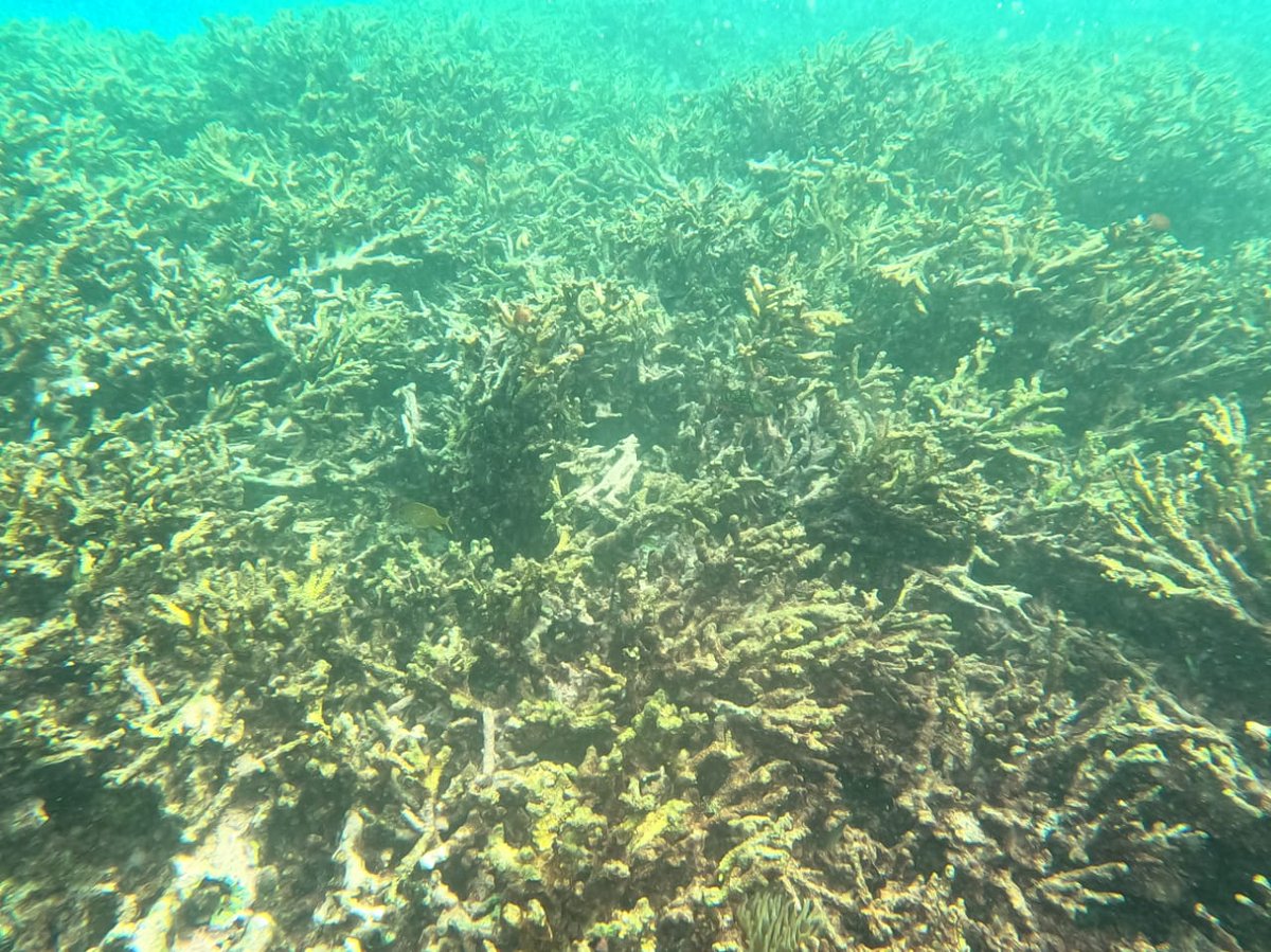png971's tweet photo. ❗️❗️Alerte rouge sur les #coraux blancs

La #Guadeloupe est touchée par un exceptionnel #blanchissement des coraux qui peut mener à la mort des récifs coralliens 😔

Mais comment l'expliquer ? 
👉La réponse ici : https://t.co/2mUBWoiH1r

@parcnational_fr @CRGuadeloupe @Prefet971 https://t.co/SnC1gVO6OW