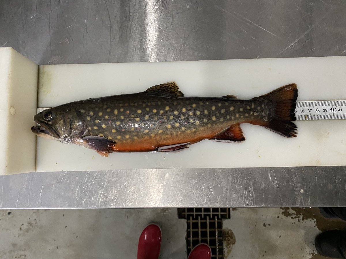 Pictured are ripe adult brook trout (from 2020) that were reared in ambient &amp; chronically warmed temps as embryos by <a href="/erinmcstewart/">Erin Stewart</a>. This week we looked at how that rearing may influence thermal tolerance by running CTmax trials 🐟 

<a href="/BowmanJacob_/">Jacob Bowman</a> <a href="/HeatherBReid/">Heather Bauer Reid</a> <a href="/graham_raby/">Graham Raby</a>