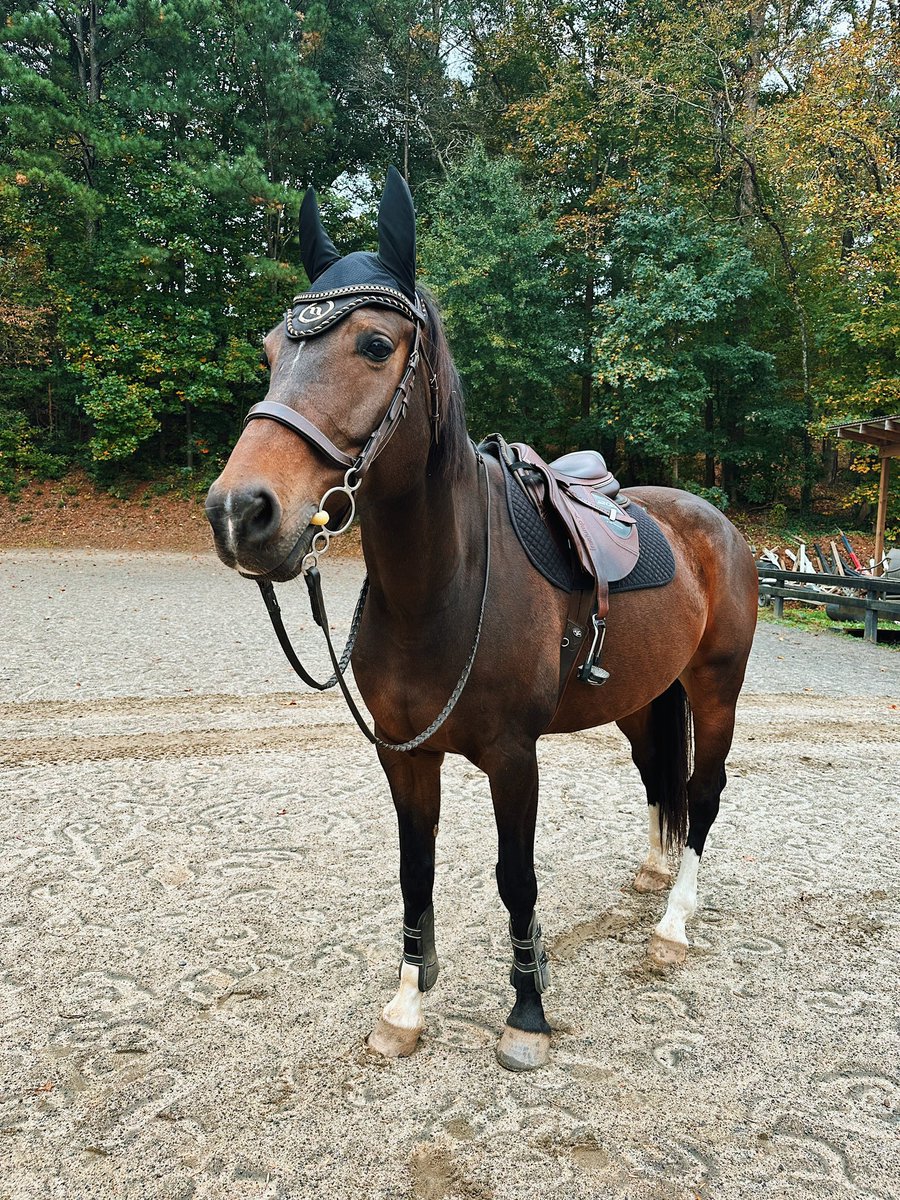 TrakehnerEq's tweet photo. fred is the most spoiled and has back on track everything now

(10/10 recommend the bonnets - he was licking and chewing &amp; falling asleep in the crossties) https://t.co/vgWdFgGRk2