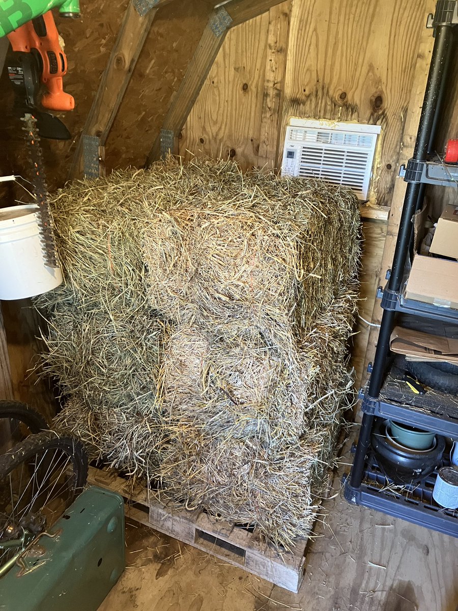 LordSnootyboops's tweet photo. Six more bales of first cutting. Should last through winter. 300 pounds.
#rabbitry https://t.co/gJeckI0UFf