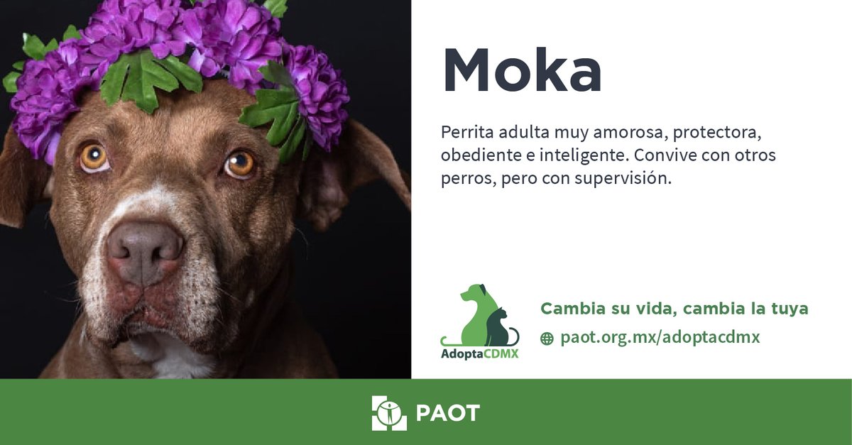 Me llamo Moka, soy protectora, obediente y muy inteligente.🎓 Se algunos trucos y si quieres te los puedo enseñar. Busco una familia👩‍👩‍👧‍👧respetuosa y que me quiera tanto como yo a ellos ¿Te animas a adoptarme?🥹❤️ Datos de contacto👇 📲#whatsaap 55 5045 5580 ✉️tilicattan@hotmail.com