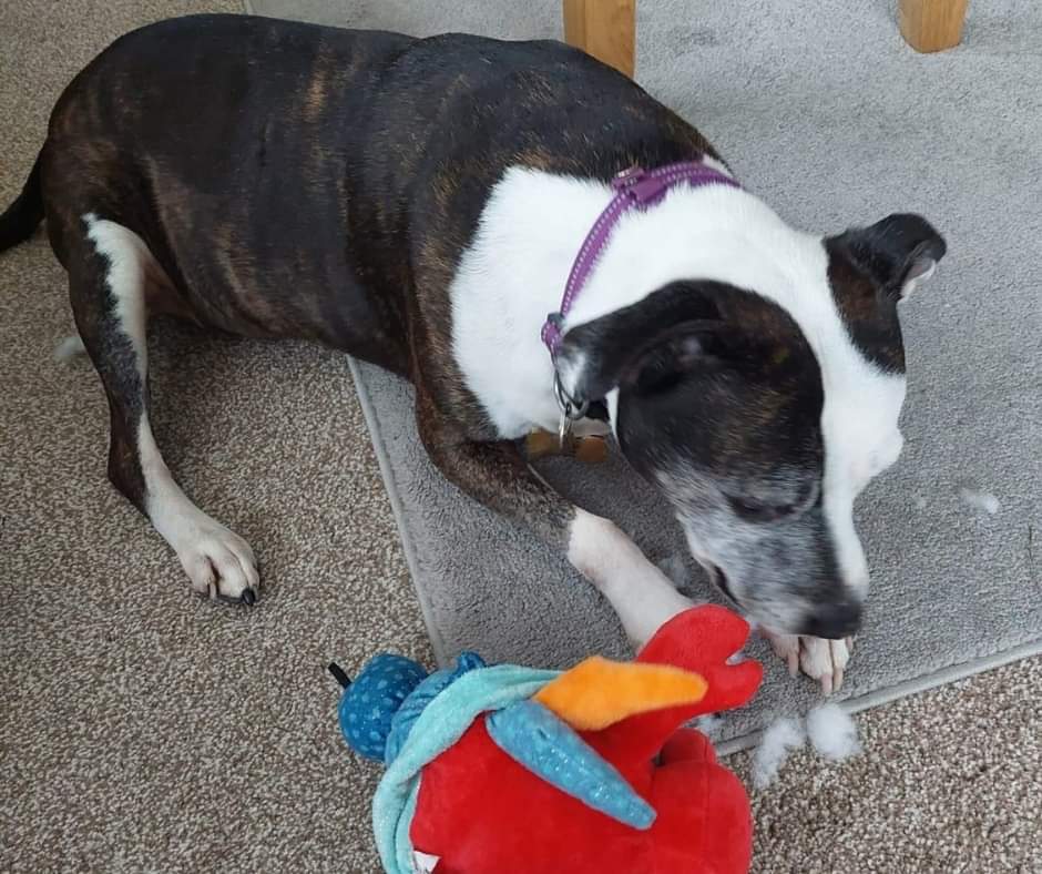 We're ending the day with some lovely news. ❤
Following our appeal we found Patch a lovely foster home. 🥰
Patch is settling in very well and her mammary lump removal is scheduled for next week. 

Here's a snapshot of her enjoying some playtime. 😍

🌙✨ Goodnight, everyone!