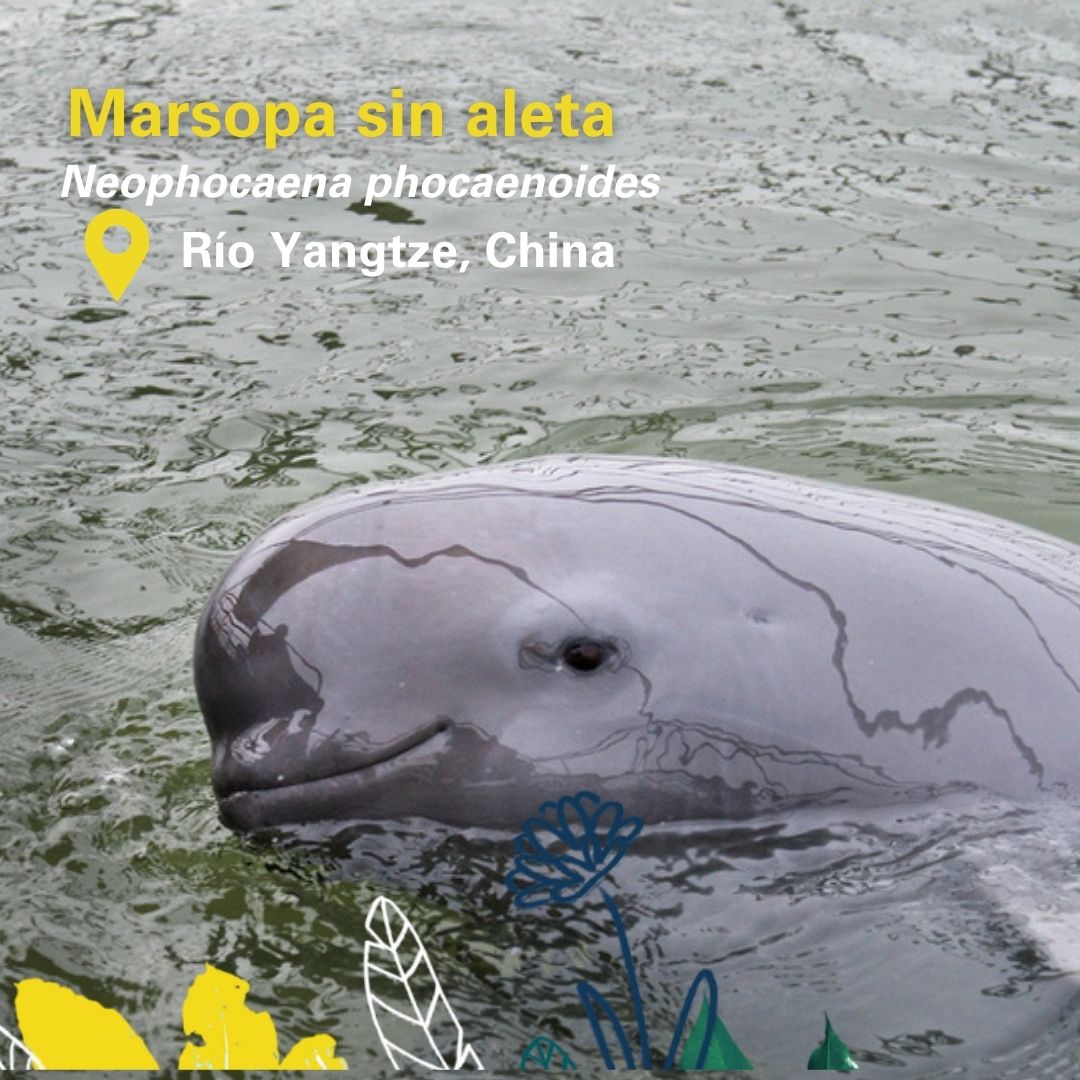 #SabíasQue 💧🐬 No solo podemos ver a delfines de río aquí en el #Amazonas y el #Orinoco, ¡también los encontramos en varias partes de Asia! 

En este HILO🧵 te presentamos las 6️⃣ especies conocidas y su distribución al rededor del mundo 🌎🌏 ⬇️
