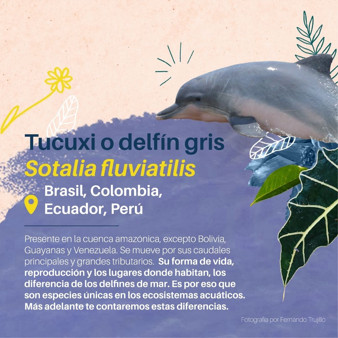 El Sotalia fluviatilis🐬 Es una especie icónica de Suramérica 🇧🇷🇨🇴🇪🇨🇵🇪 Es uno de los delfines más pequeños del mundo, con apenas 1,60 m de longitud y 50 kg de peso.
