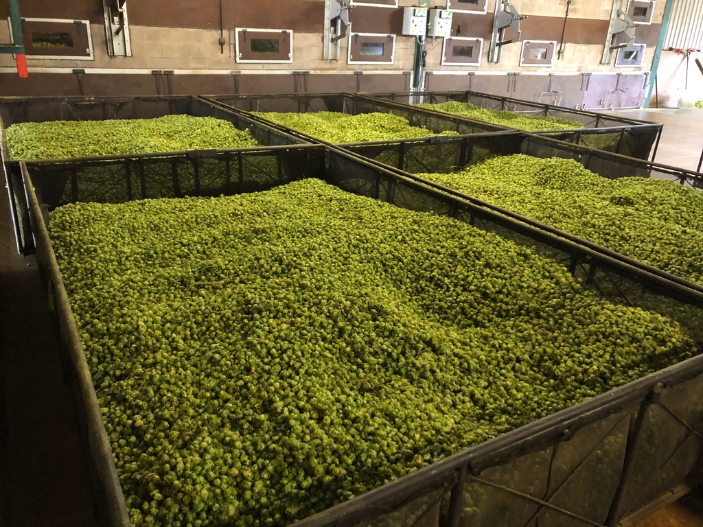 Our hops are packed straight from the drying floor, so you get the best quality possible. With our hops, you can achieve the perfect balance of flavours, aromas, and bitterness to create the best beer possible. #homebrewhops #britishhops #hops #craftbeer #homebrew #freshfromfarm