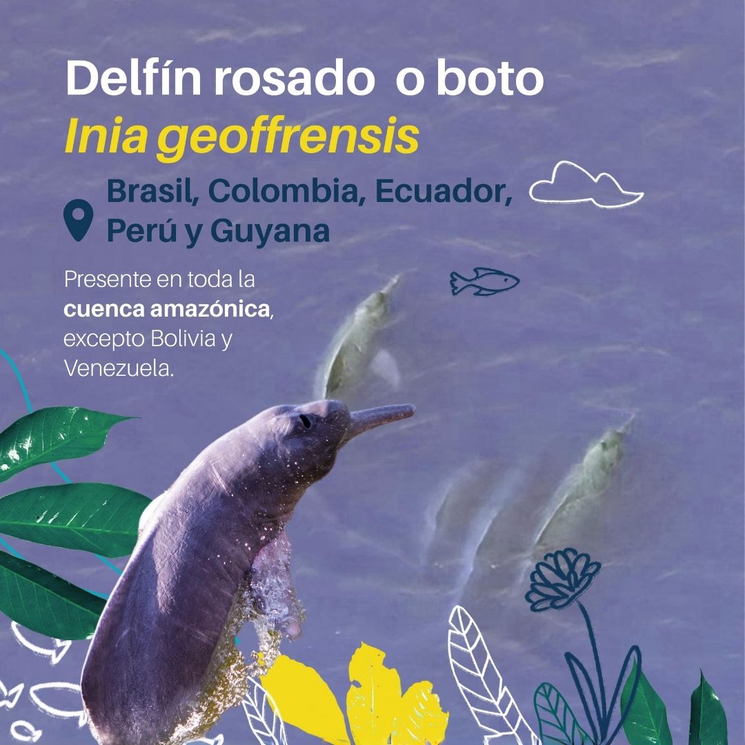 🐬El Inia geoffrensis es conocido como delfín rosado (en Amazonia colombiana), boto (en Brasil) y tonina en el Orinoco (Venezuela, Colombia). Y el Inia boliviensis, conocido como bufeo boliviano. 

Es el delfín de río más grande: alcanza una
longitud de 2,8 m y un peso de 220 kg.