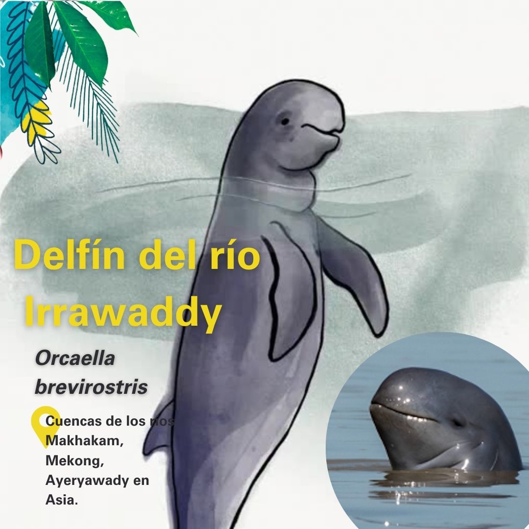 El delfín del Irrawaddy tiene poblaciones marinas y de agua dulce 🌊💧 Estas últimas habitan en algunos sistemas fluviales como el río Mekong en Camboya, el río Mahakam en Indonesia y el río Ayeryawady en Birmania.