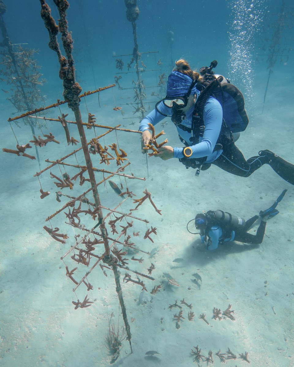 coralcrf's tweet image. Focused on our gene bank in this #FridayFieldUpdate! Our restoration team is busy restocking the Acropora section at our Tavernier Nursery. Breaking down colonies from the production area of the nursery into 6 smaller pieces to grow multiple independent colonies of each genotype.