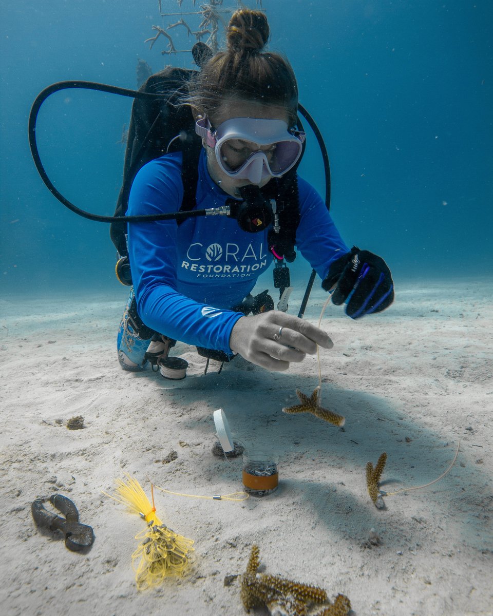 coralcrf's tweet image. Focused on our gene bank in this #FridayFieldUpdate! Our restoration team is busy restocking the Acropora section at our Tavernier Nursery. Breaking down colonies from the production area of the nursery into 6 smaller pieces to grow multiple independent colonies of each genotype.