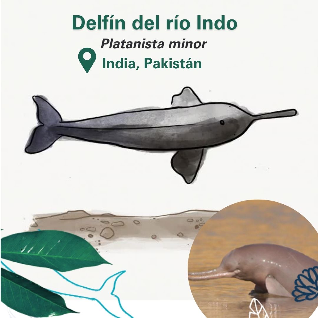 🐬Estos delfines funcionalmente ciegos dependen de la ecolocalización para navegar, comunicarse
y cazar presas en las fangosas aguas del río.