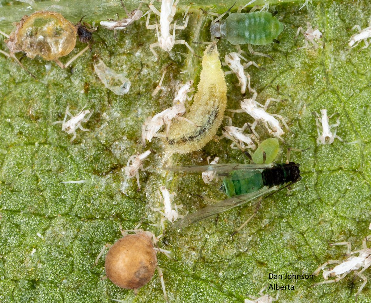 DanJohnsonAB's tweet photo. Syrphid larvae eat aphids on my flowers, competing with lacewing larvae and pasitoid wasps. Adult syrphids are pollinators, until killed by fungus (Entomophthora muscae). Correction: this is White-bowed Smoothwing (Scaeva affinis), ID by Trina Roberts.
#insects #abbugchat https://t.co/HFnEEv4JKc
