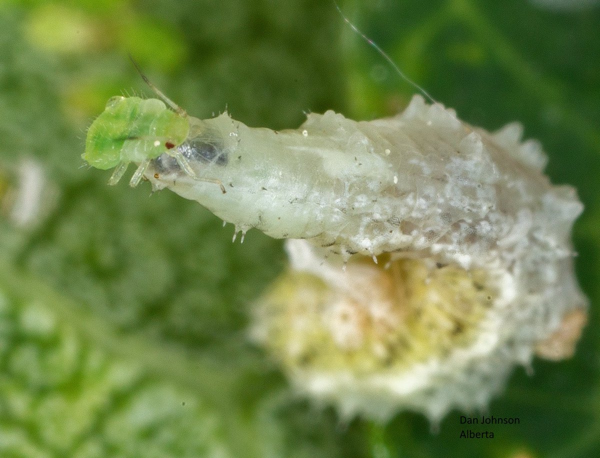 DanJohnsonAB's tweet photo. Syrphid larvae eat aphids on my flowers, competing with lacewing larvae and pasitoid wasps. Adult syrphids are pollinators, until killed by fungus (Entomophthora muscae). Correction: this is White-bowed Smoothwing (Scaeva affinis), ID by Trina Roberts.
#insects #abbugchat https://t.co/HFnEEv4JKc