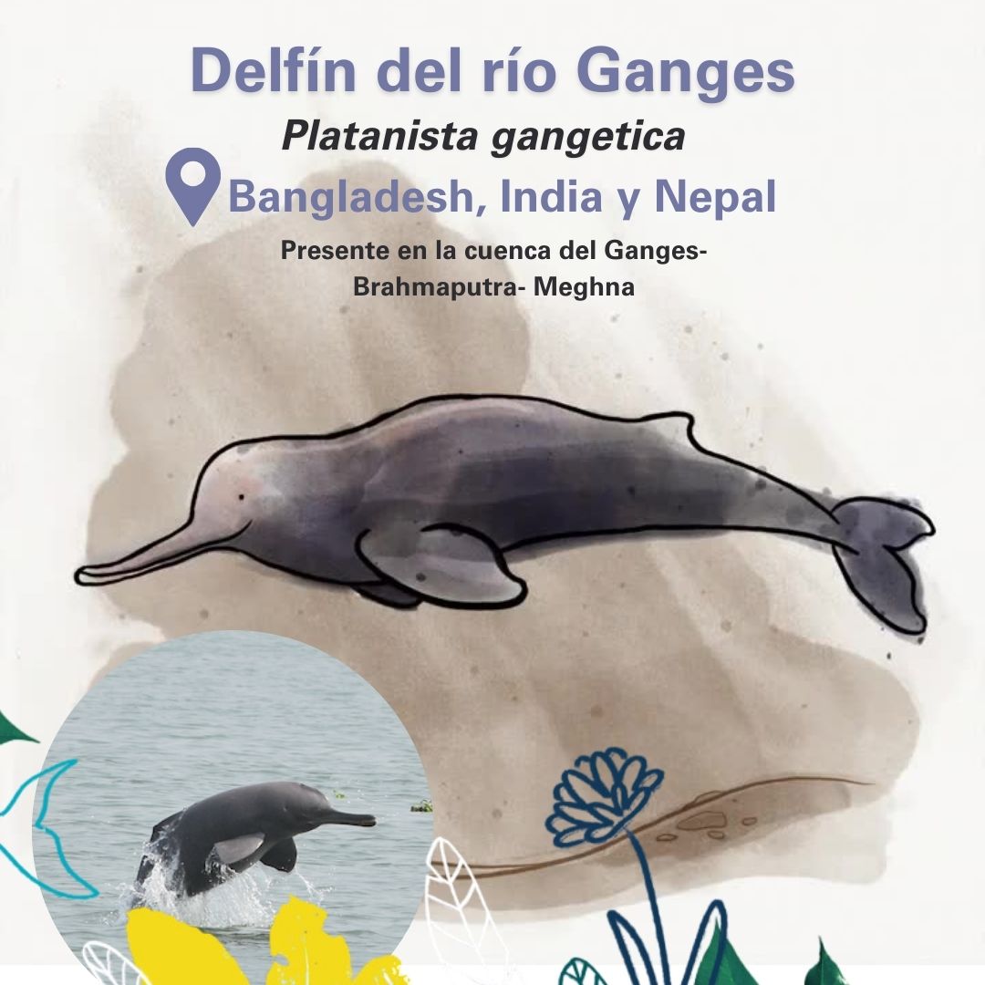 El delfín del Ganges es considerado como el “Tigre del Ganges”, este nadador es prácticamente ciego y atrapa a sus presas por medio de la ecolocalización, emitiendo sonidos y escuchando el eco reflejado cuando rebota en los objetos 🔊🐟