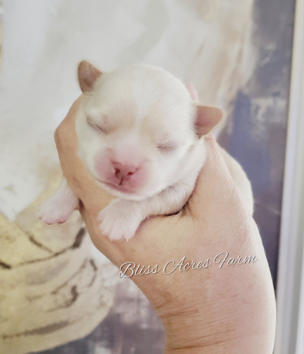 FarmBliss's tweet photo. Doesn't he just melt your heart? I wish I could keep this tiny baby.💕

#AKCChihuahuas
#cutepuppies 
#puppiesforsale 
#tinyChihuahuas 
#farmbliss https://t.co/tvh3ezt7uB