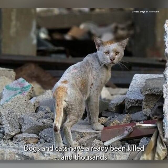 MostafaYugi's tweet image. #GazaUnderaAttack 
A quick question: While I.S.R.A.E.L is annihilating entire neighborhoods, what happens to the cats and dogs that live in these neighborhoods?