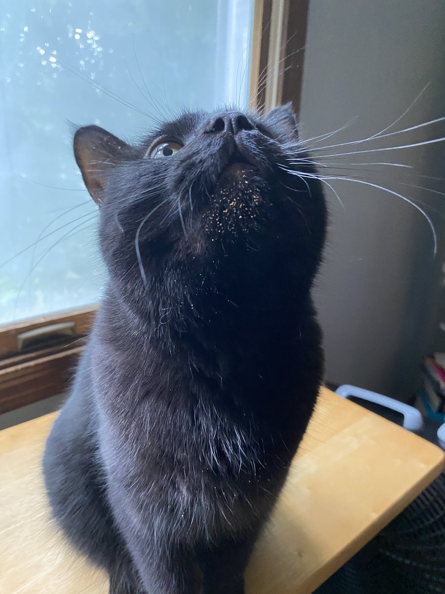 kiingkylo's tweet photo. Sabrina is just a little gorl https://t.co/5Wnj8LrlXJ