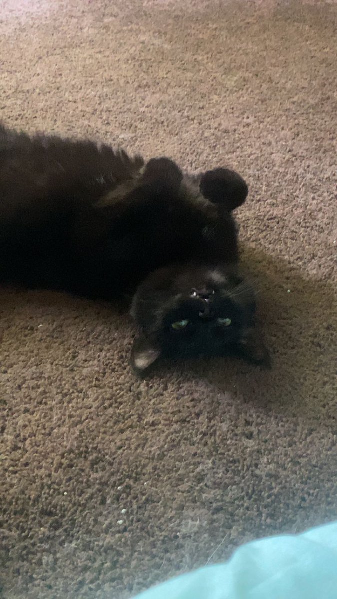 kiingkylo's tweet photo. Sabrina is just a little gorl https://t.co/5Wnj8LrlXJ