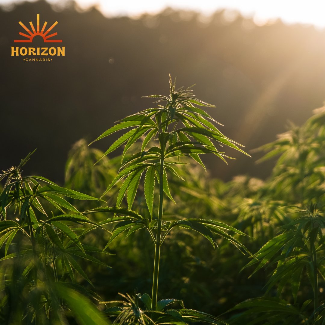 Better days are on the Horizon. The weekend is here.