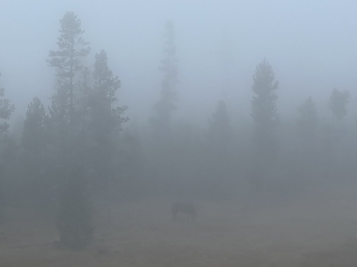 I love it when the clouds roll in.  These pictures are just a few minutes apart!
#blmmustang #Montana #rescuehorse