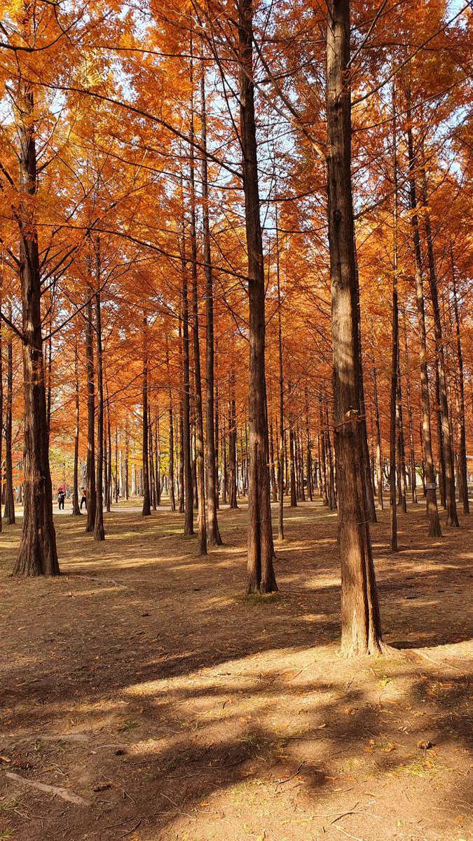 ninedates's tweet photo. I visited the home country of Maplestory last year and was able to catch the beautiful maple leaves at Nami Island and other areas in beautiful SKorea. Living in SG, it was my first time experiencing autumn and it was truly mesmerising!
#MapleSEA #AutumnMaple
IGN dtsm246, Cass https://t.co/i0mGYND4Pa