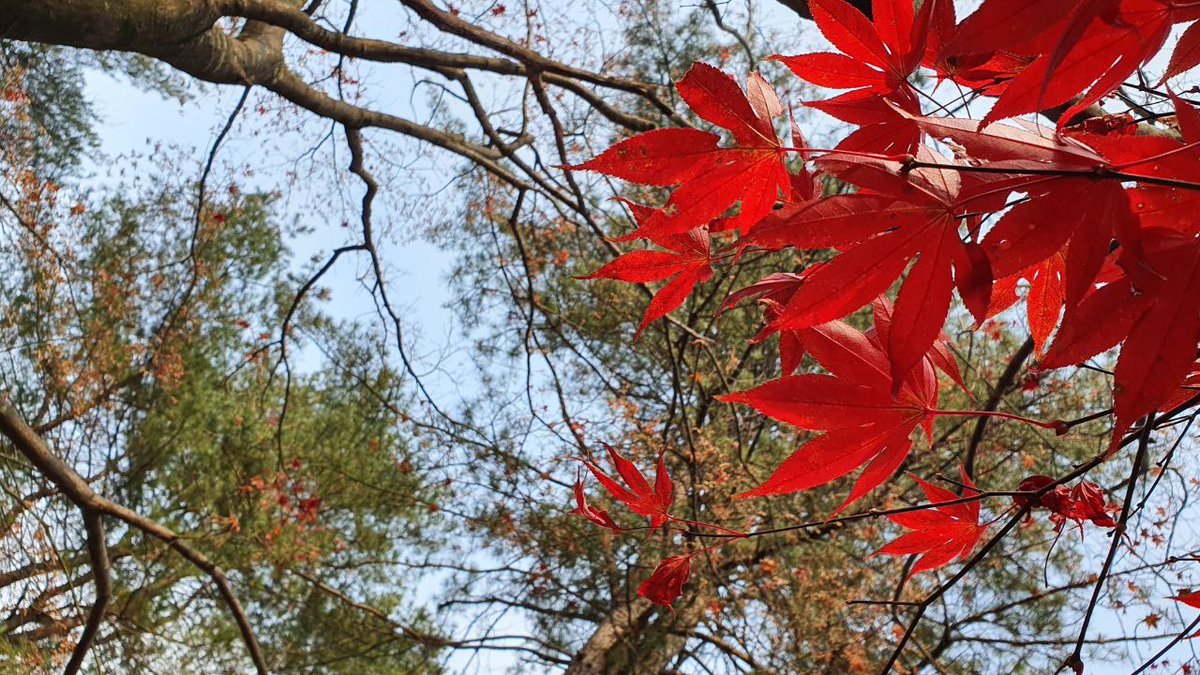 ninedates's tweet photo. I visited the home country of Maplestory last year and was able to catch the beautiful maple leaves at Nami Island and other areas in beautiful SKorea. Living in SG, it was my first time experiencing autumn and it was truly mesmerising!
#MapleSEA #AutumnMaple
IGN dtsm246, Cass https://t.co/i0mGYND4Pa